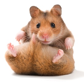 cute-teddy-bear-hamster